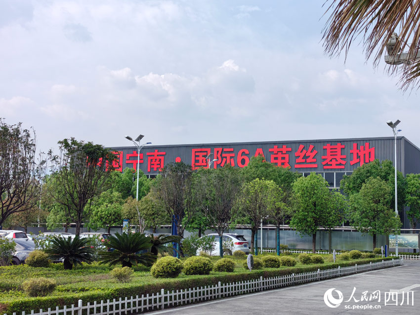 路”：盯住小桑叶发展大思路开元ky棋牌南丝路上“南丝(图4)